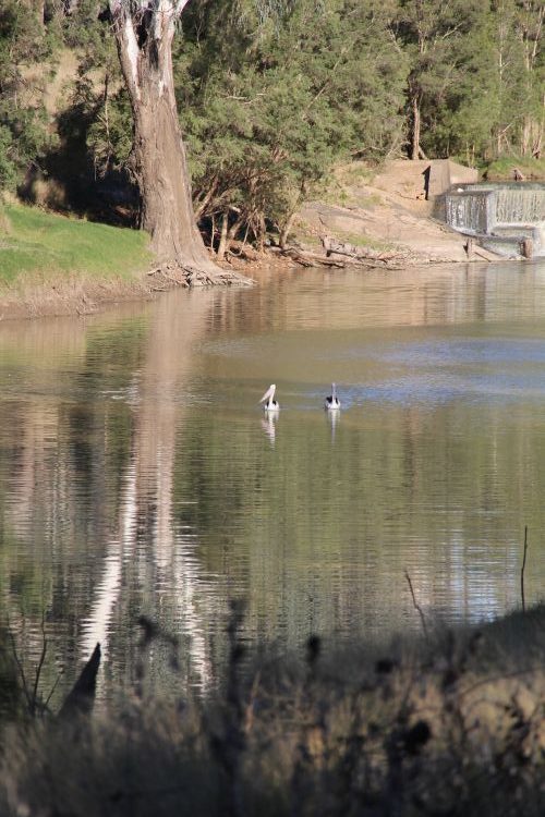 Pelicans on the Balonne