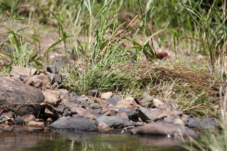 Amy Wood - The Creek